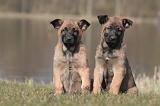 MALINOIS 1027